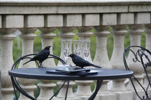 Birds and Champagne